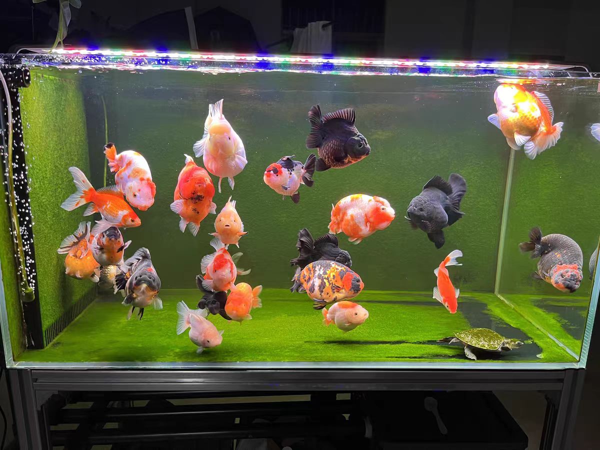 Aquarium Light With Optical Le - Marine Aquarium In Clearwater ulasan dan harga